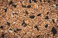 Mixture of wild bird seed Royalty Free Stock Photo