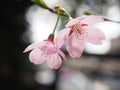 Japanese Cherry Blossoms in Bloom