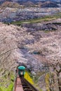 Tourists slope car pass through tunnel of Cherry Blossom at Funaoka Castle Ruin Park, Miyagi,