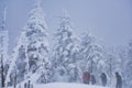 People taking photos of frozen trees or Juhyo in snowstorm in Miyagi, Japan Royalty Free Stock Photo