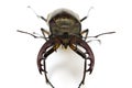 Miyama stag beetle