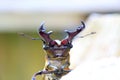 Miyama Stag Beetle