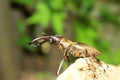 Miyama Stag Beetle