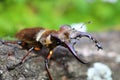 Miyama Stag Beetle