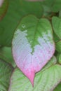 Miyamatatabi hardy kiwi Actinidia kolomikta, variegated leaf