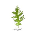 Mizuna fresh culinary plant, green seasoning cooking herb for soup, salad, meat and other dishes hand drawn vector