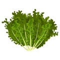 Mizuna fresh salad leaves, healthy organic vegetarian food, vector Illustration on a white background