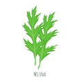 Mizuna green salad leaves vector illustration isolated on white