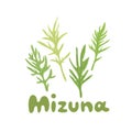 Mizuna. Japanese greens or spider mustard. Cultivated crop plant. Clipart with a hand-drawn title. Kyona herb