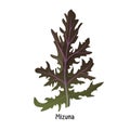 Mizuna kyona Japanese greens or spider mustard cultivated crop plant