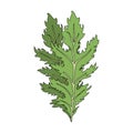 Mizuna lettuce green leaves. Japanese mustard greens vector illustration.