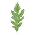 Mizuna lettuce green leaves. Japanese mustard greens vector illustration.