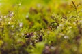 Mizuna microgreen japanese mustard on a blurred background. Selective focus. Top view.