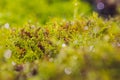 Mizuna microgreen japanese mustard on a blurred background. Selective focus. Top view.