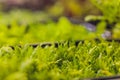 Mizuna microgreen japanese mustard on a blurred background. Selective focus. Top view.