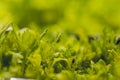 Mizuna microgreen japanese mustard on a blurred background. Selective focus. Top view.