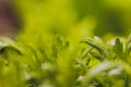 Mizuna microgreen japanese mustard on a blurred background. Selective focus. Top view.