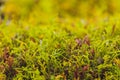 Mizuna microgreen japanese mustard on a blurred background. Selective focus. Top view.