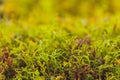 Mizuna microgreen japanese mustard on a blurred background. Selective focus. Top view.