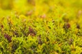 Mizuna microgreen japanese mustard on a blurred background. Selective focus. Top view.