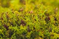 Mizuna microgreen japanese mustard on a blurred background. Selective focus. Top view.