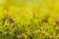 Mizuna microgreen japanese mustard on a blurred background. Selective focus. Top view.