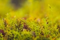 Mizuna microgreen japanese mustard on a blurred background. Selective focus. Top view.