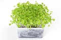 Mizuna microgreen in white plastic container