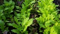 Mustard Microgreens Closeup