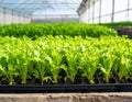 Mizuna seedlings growing in a greenhouse polytunnel, demonstrating modern agricultural techniques Royalty Free Stock Photo