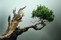 Bonsai Tree with Contrasting Dead and Live Branches, Emphasizing Resilience and Balance Royalty Free Stock Photo