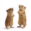 Two Curious Mongolian Gerbils Standing Upright Royalty Free Stock Photo