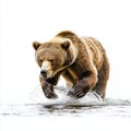Powerful Brown Bear Emerging from Water Royalty Free Stock Photo
