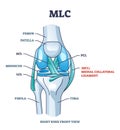 MLC or medial collateral ligament anatomical location in knee outline diagram Royalty Free Stock Photo