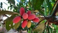 Mlinjo fruit, the seeds can be used as chips. and the skin can be cooked into a side dish.