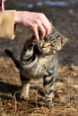 The hungry cat reaches out with his paw to the girl`s hand who wants to play with it. Cat claws on his hand