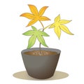 Maple seedling - Three colored leaves Royalty Free Stock Photo