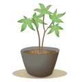 Maple seedling - Bonsai style Royalty Free Stock Photo