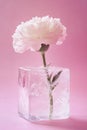 Minimalist close-up of a white carnation frozen in a clear block of ice, symbolizing fragility and preservation against a pink Royalty Free Stock Photo
