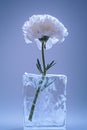 Minimalist close-up of a white carnation frozen in a clear block of ice, symbolizing fragility and preservation against a cool Royalty Free Stock Photo