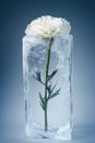 Minimalist close-up of a white carnation frozen in a clear block of ice, symbolizing fragility and preservation against a cool Royalty Free Stock Photo