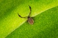 A 3mm long book scorpion with pincers