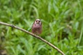 Mmale Long-tailed Rosefinch