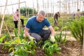 Mman working in vegetable garden with family Royalty Free Stock Photo