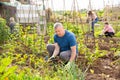 Mman working in vegetable garden with family Royalty Free Stock Photo