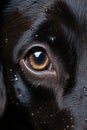 mmerse yourself in the intricate details of a Labrador dog\'s eye with this captivating macro photograph.