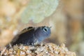 Mmimic blenny little gorios blue fish