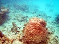 Mnemba underwater