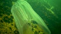 Mnemiopsis leidyi the warty comb jelly or sea walnut, is a species of tentaculate ctenophore, Black Sea