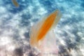 Sea walnut comb jellyfish - Mnemiopsis leidyi